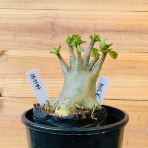 0511 99 Arabicum Hulk - F2 12 meses