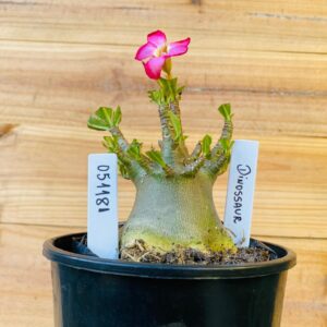 0511 81 Arabicum Dinossaur - F2 12 meses