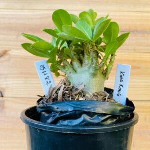 0511 82 Arabicum King kong - F2 12 meses