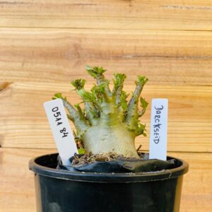 0511 84 Arabicum Darkseid - F2 12 meses