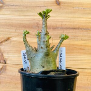 0511 85 Arabicum Megalodonte - F2 12 meses