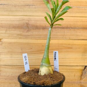 0611 06 Rosa do Deserto Ferrari