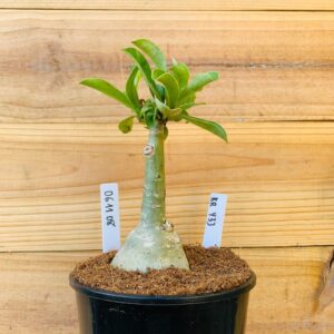 0611 08 Rosa do Deserto KR 433