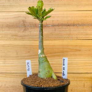 0611 10 Rosa do Deserto Amor de Mãe