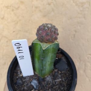 0611 01 Cacto Eriosyce napina