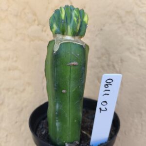 0611 02 Cacto Mertilocacto geometrazan Cristata variegata