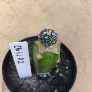 0611 02 Cacto Astrophytum ásteria híbrido