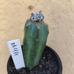 0611 01 Cacto Astrophytum Fukuryo