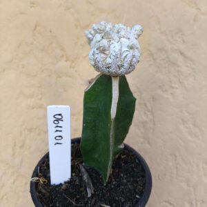 0611 01 Cacto Snowball