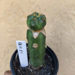 0611 01 Cacto Gymnocalycium angelae