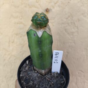 0611 02 Cacto Gymnocalycium angelae