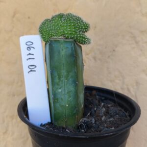 0611 01 Cacto Chamaecereu cristata