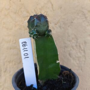 0611 01 Cacto Echinocereus knippelianus