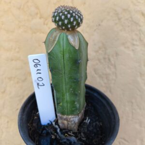 0611 02 Cacto Sulcorebutia eranacea