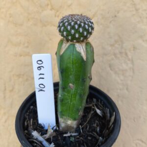 0611 01 Cacto Sulcorebutia eranacea