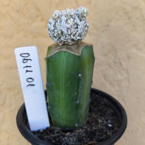 0611 01 Cacto Dinossauro