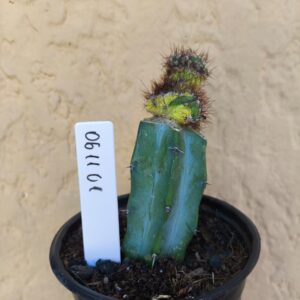 0611 01 Cacto Cereus Peruvianus Monstrosus Variegata Enxertado