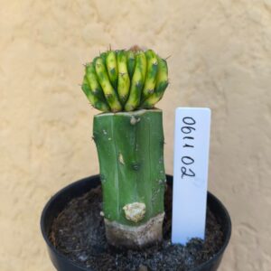 0611 03 Cacto Cereus Pachanoi Cristata Variegata