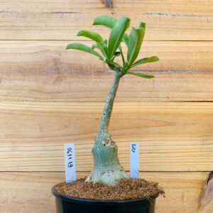 0611 19 Rosa do Deserto Lily