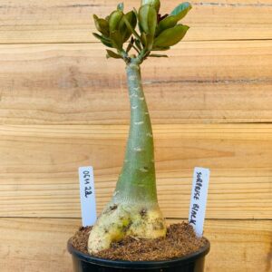 0611 22 Rosa do Deserto Surprise Black