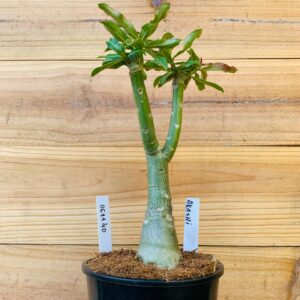 0611 40 Rosa do Deserto Akachi