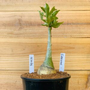 0611 45 Rosa do Deserto Girassol