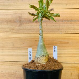 0611 59 Rosa do Deserto Akachi