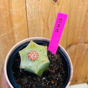 0711 05 Cacto Gymnocalycium Quehlianum