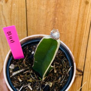 0711 17 Cacto Blossfeldia liliputiana