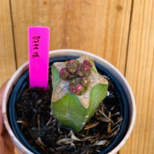 0711 18 Cacto Mammilaria Bocasana Fred