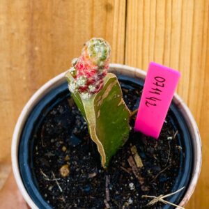 0711 39 Cacto Mammilaria Saboae Variegata