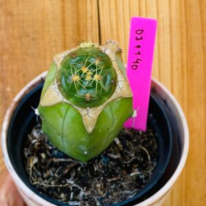 0711 40 Cacto Gymnocalycium angelae