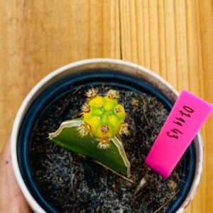 0711 43 Cacto Dansii variegata