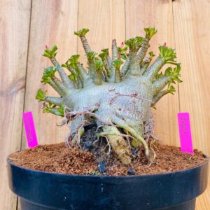 0711 01 Arabicum Hightower - Adulta - LIVE