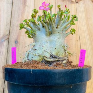 0711 03 Arabicum Dinossaur - Adulta - LIVE