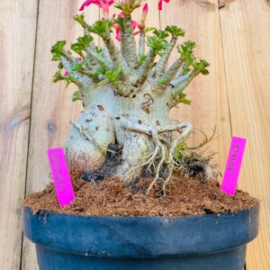 0711 06 Arabicum Mercurio - Adulta - LIVE