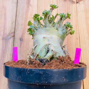 0711 11 Arabicum Fat Boy - Adulta - LIVE