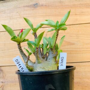 0711 51 Arabicum Onyx - F2 12 meses