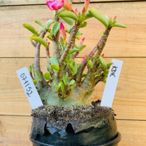 0711 52 Arabicum Kdk - F2 12 meses