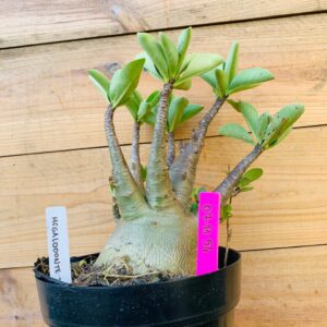 0711 54 Arabicum Megalodonte  - F2 12 meses