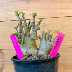 0711 57 Arabicum Darkseid - F2 12 meses