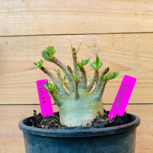 0711 71 Arabicum Dinossaur - F2 12 meses