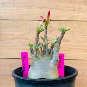 0711 73 Arabicum Dinossaur - F2 12 meses