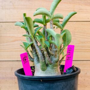 0711 74 Arabicum RBL - F2 12 meses