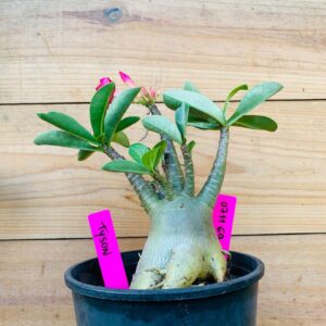 0711 69 Arabicum Tyson - F2 12 meses