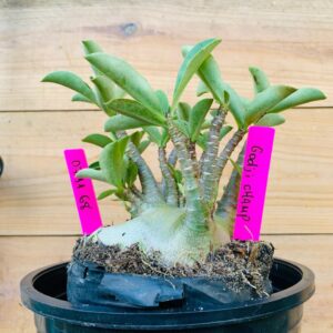 0711 68 Arabicum Godji Champ - F2 12 meses