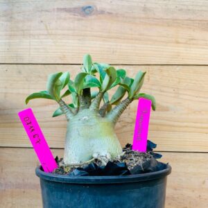 0711 67 Arabicum Dinossaur - F2 12 meses