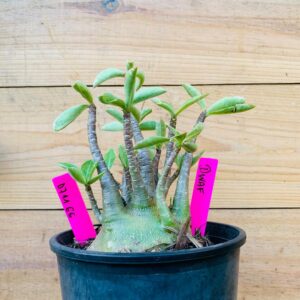 0711 65 Arabicum Espinossauro - F2 12 meses