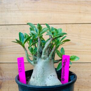 0711 64 Arabicum Tiranossauro - F2 12 meses