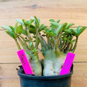 0711 62 Arabicum Tanos - F2 12 meses